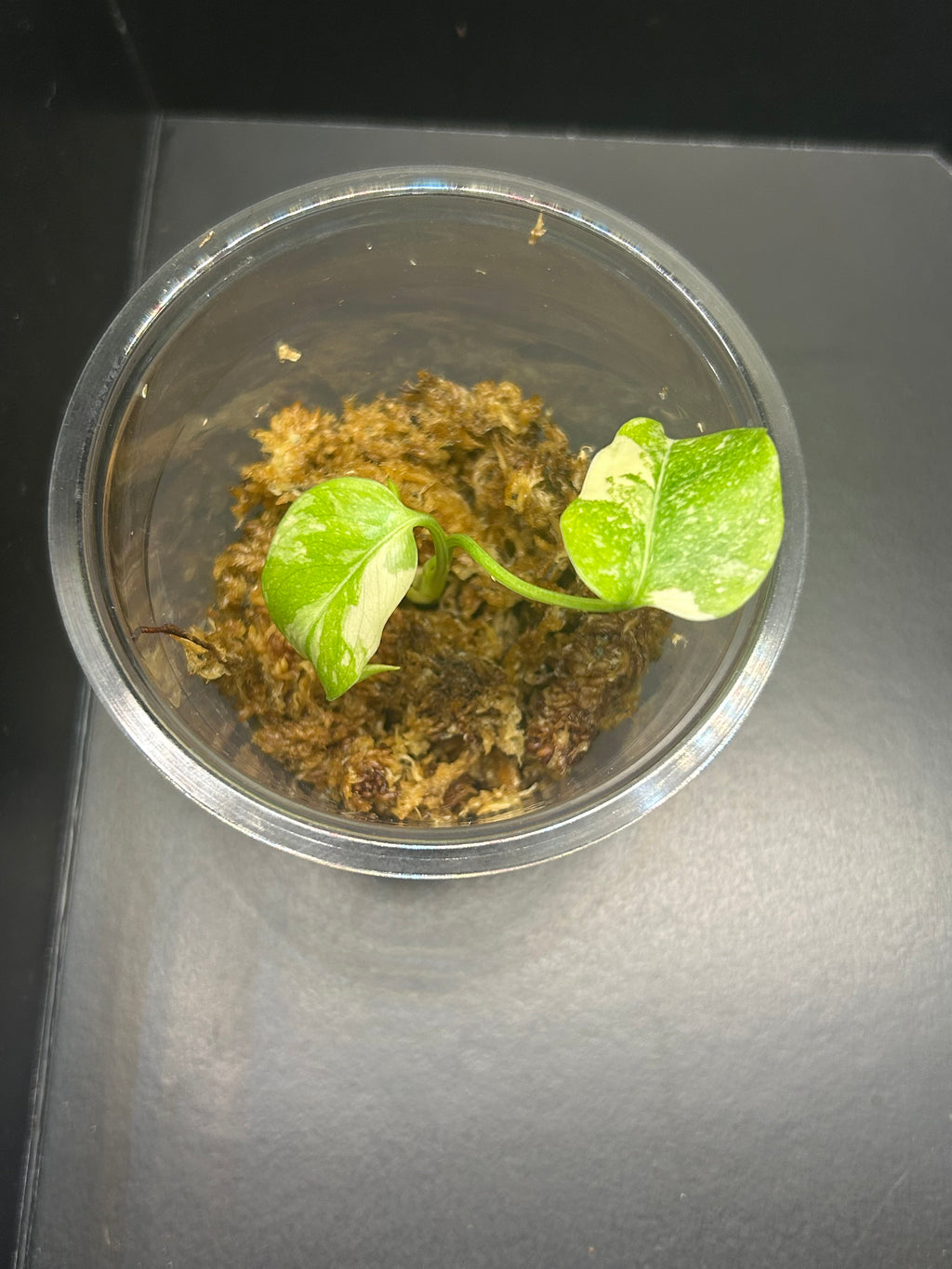 Monstera Creme Brulee (Starter)