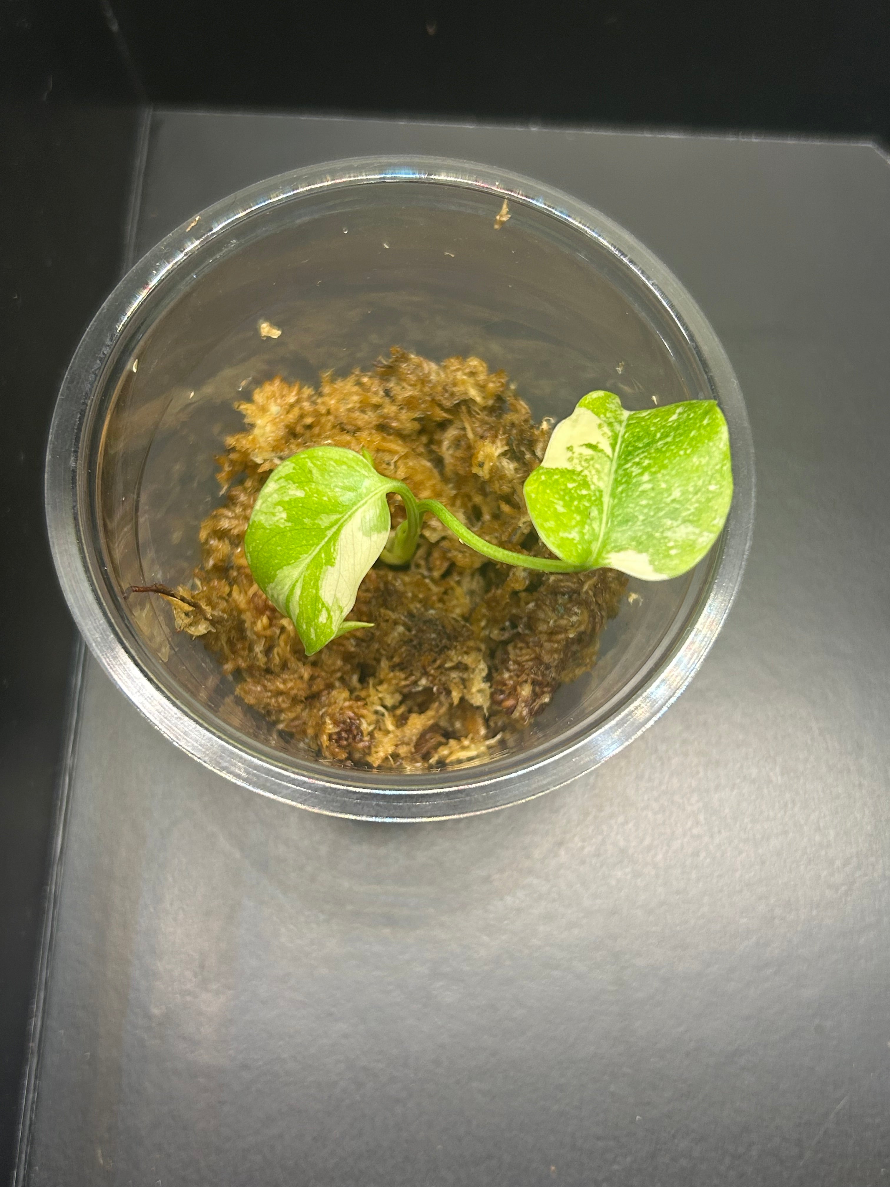 Monstera Creme Brulee (Starter)