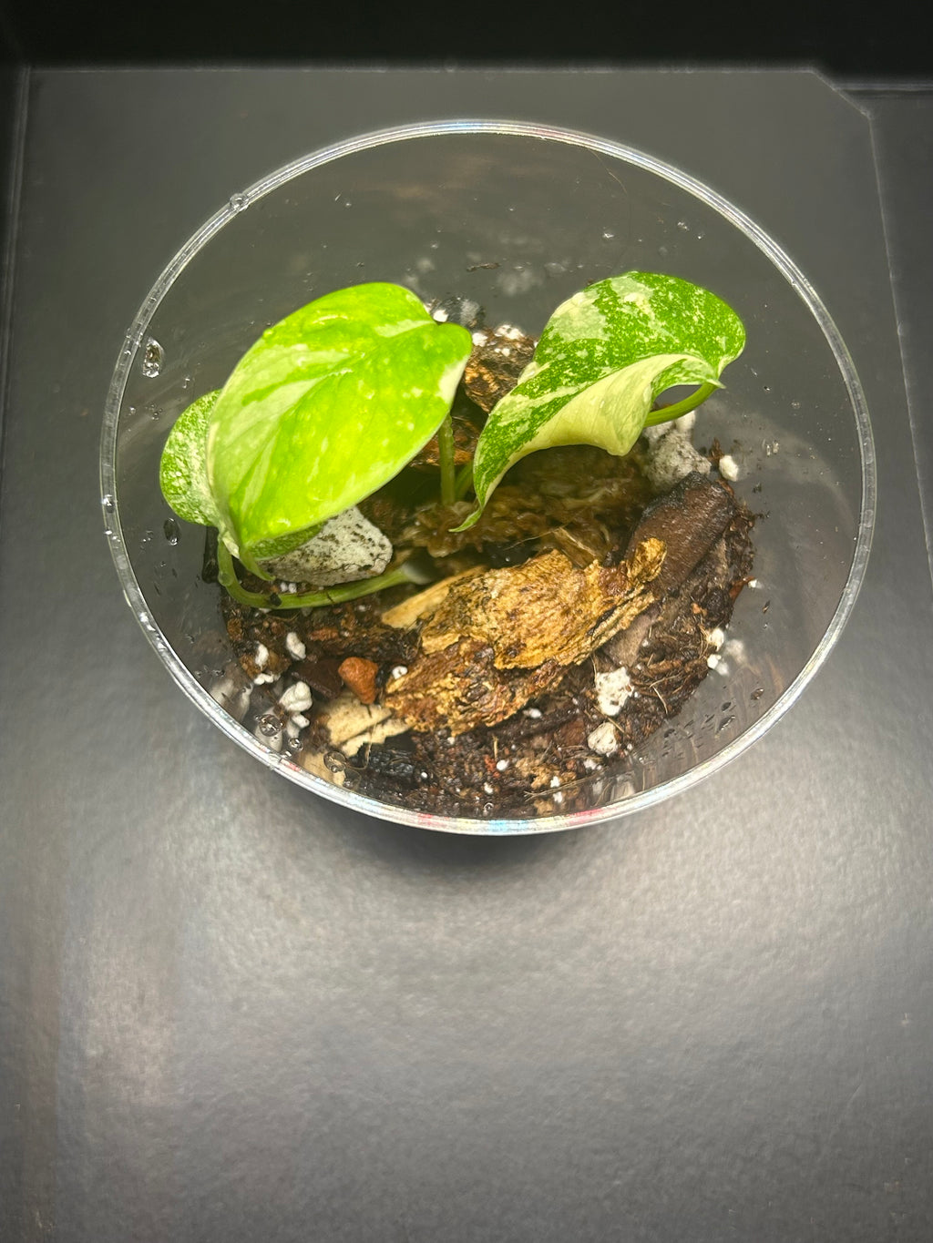 Monstera Creme Brulee (Starter)