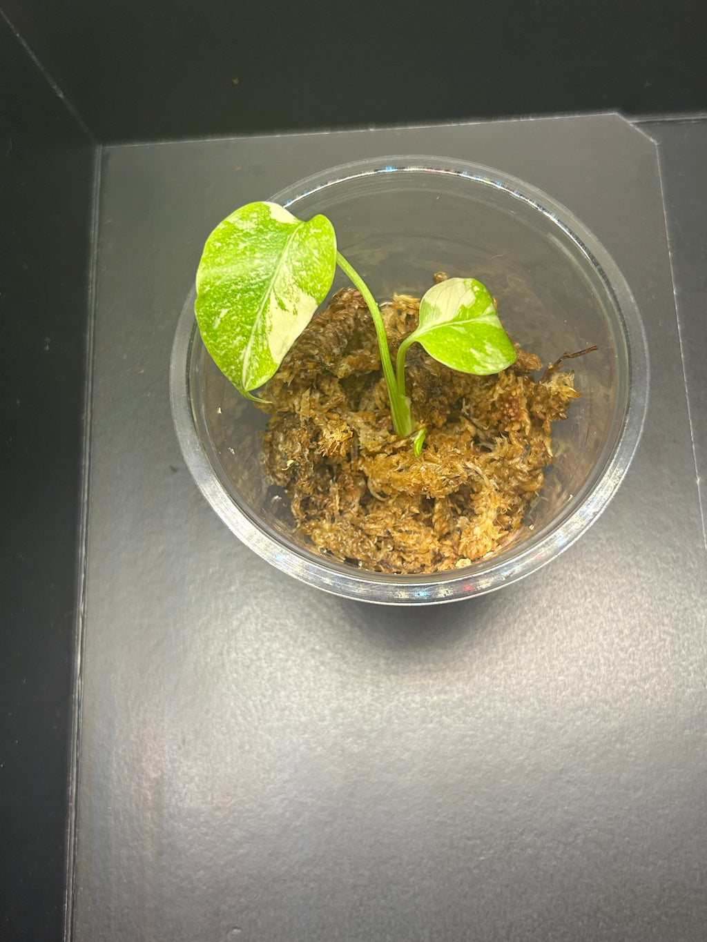 Monstera Creme Brulee (Starter)
