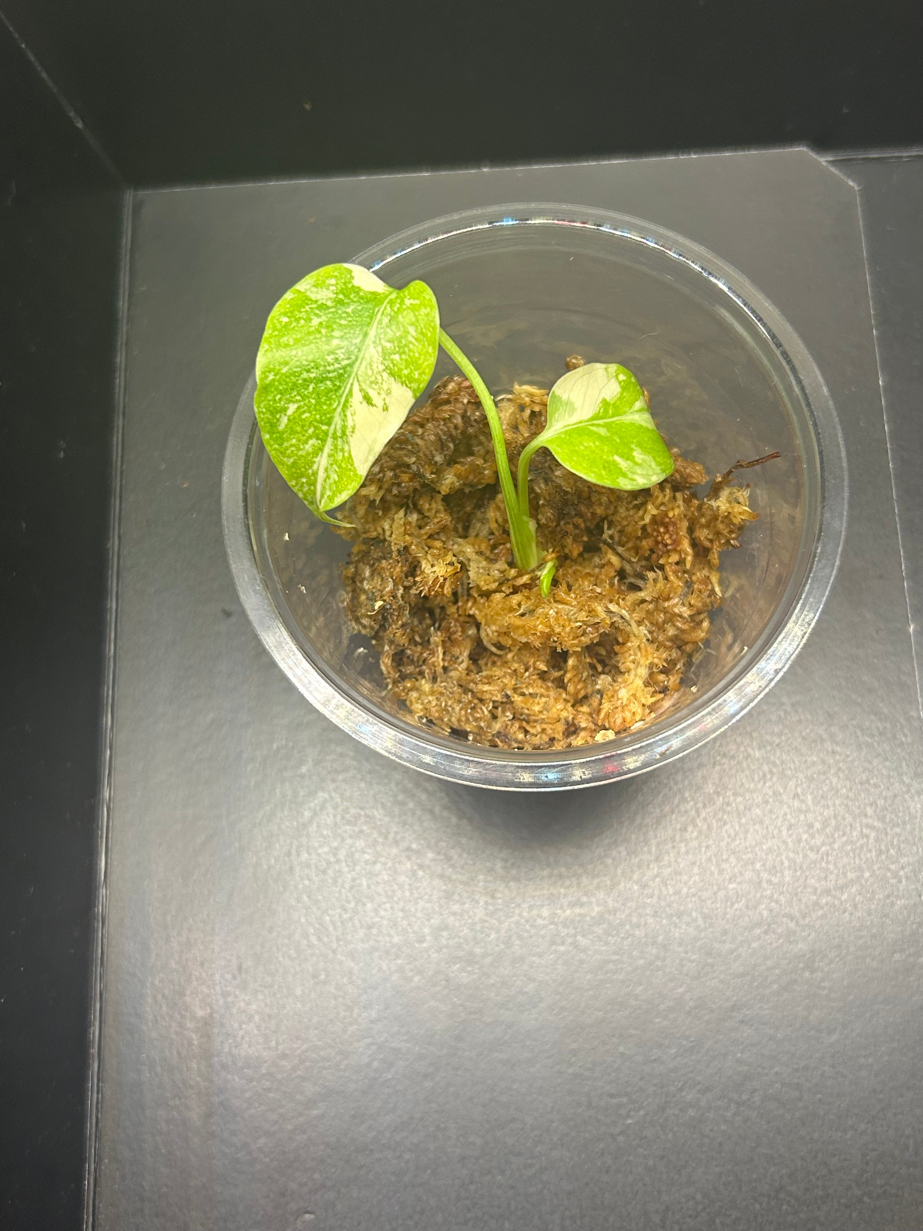 Monstera Creme Brulee (Starter)