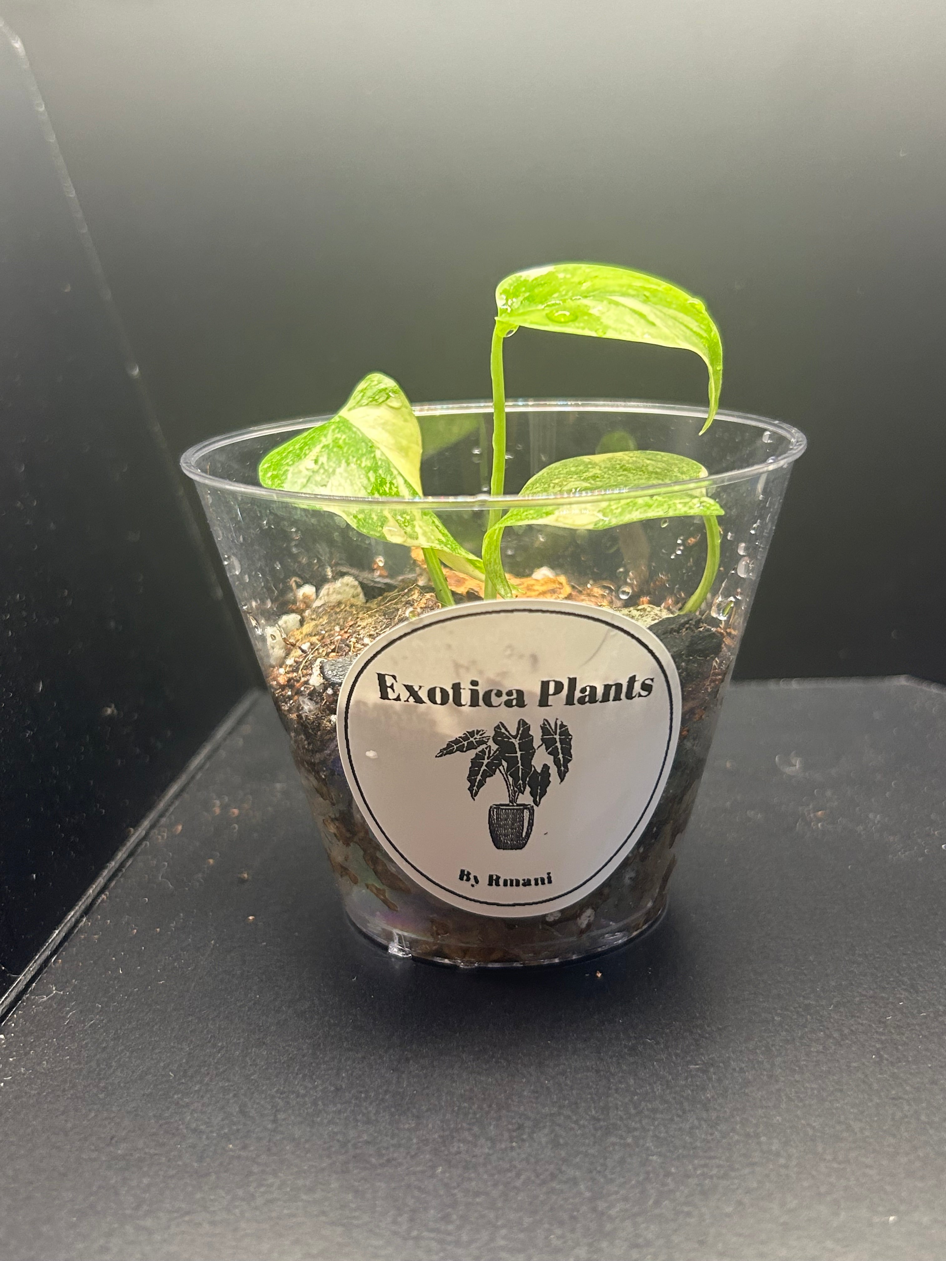 Monstera Creme Brulee (Starter)