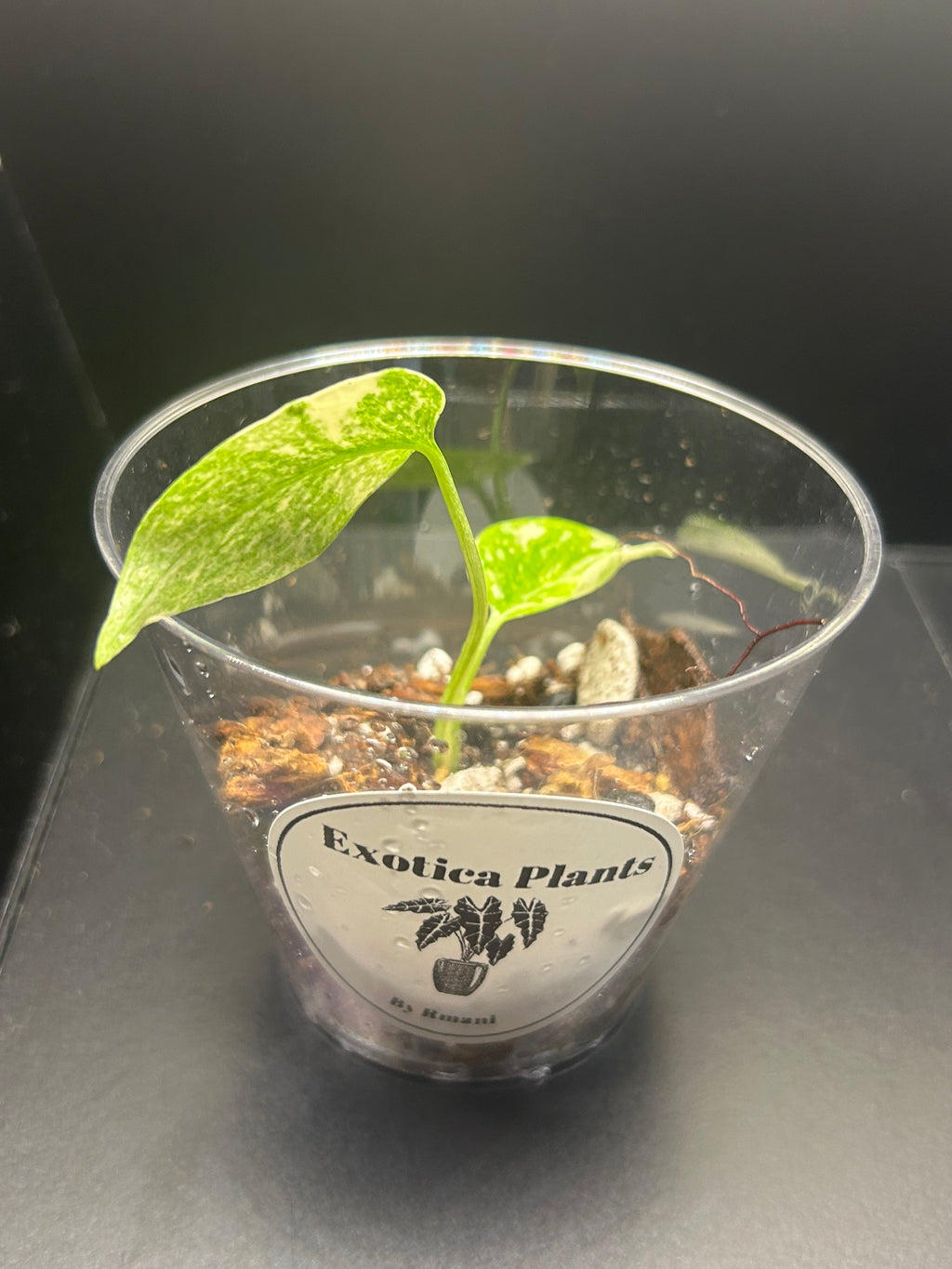Monstera Creme Brulee (Starter)