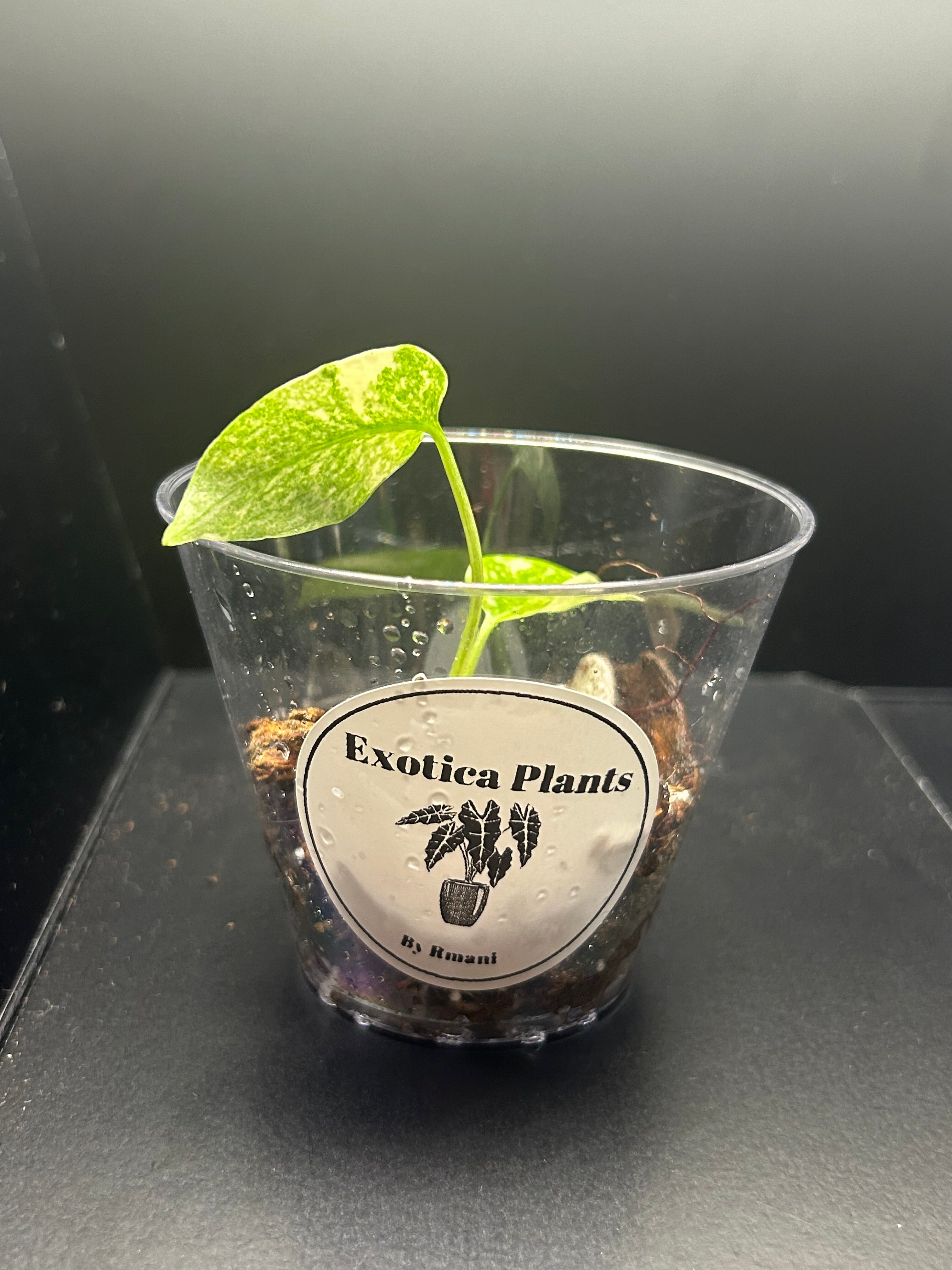 Monstera Creme Brulee (Starter)