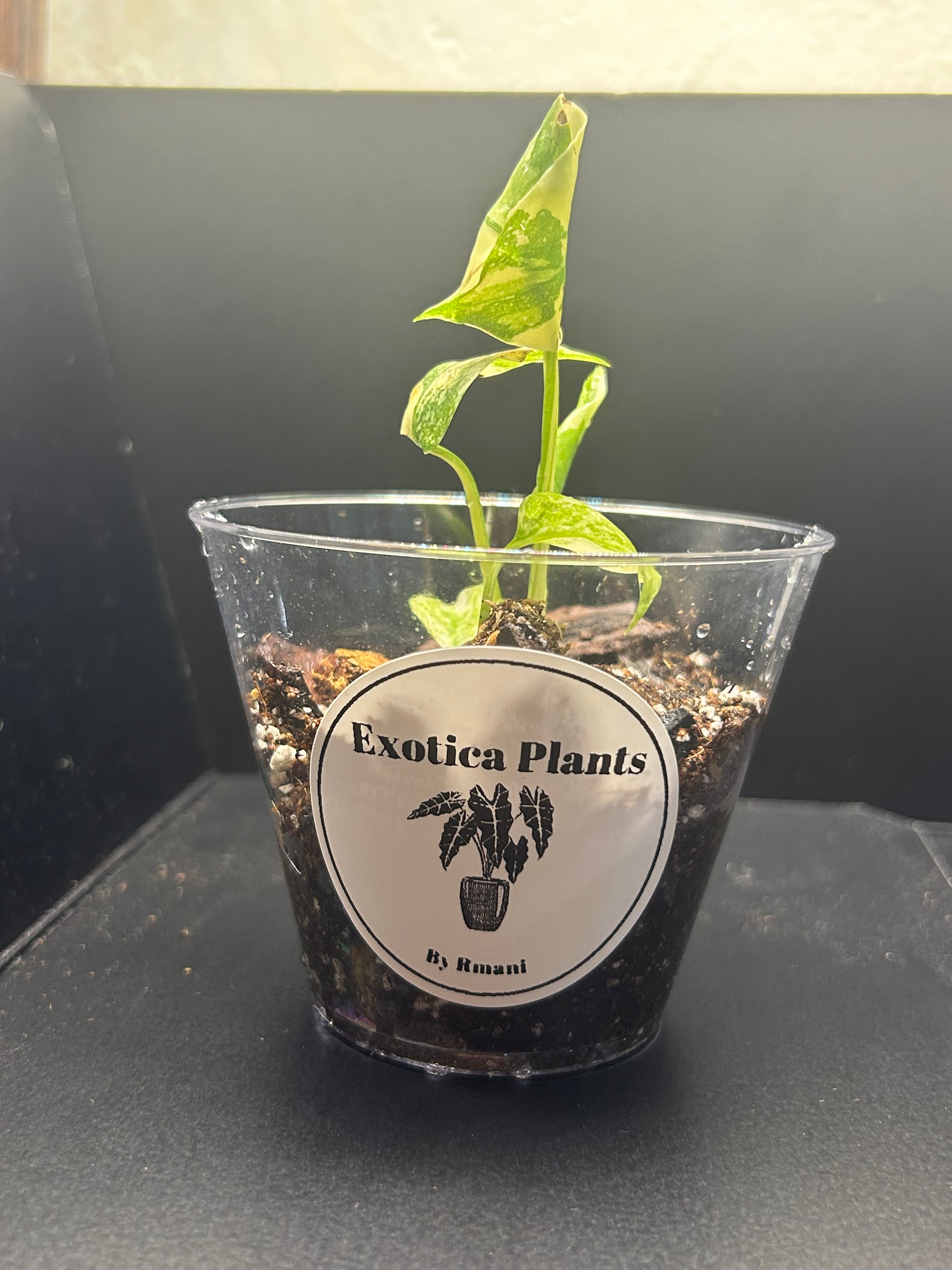 Monstera Creme Brulee (Starter)