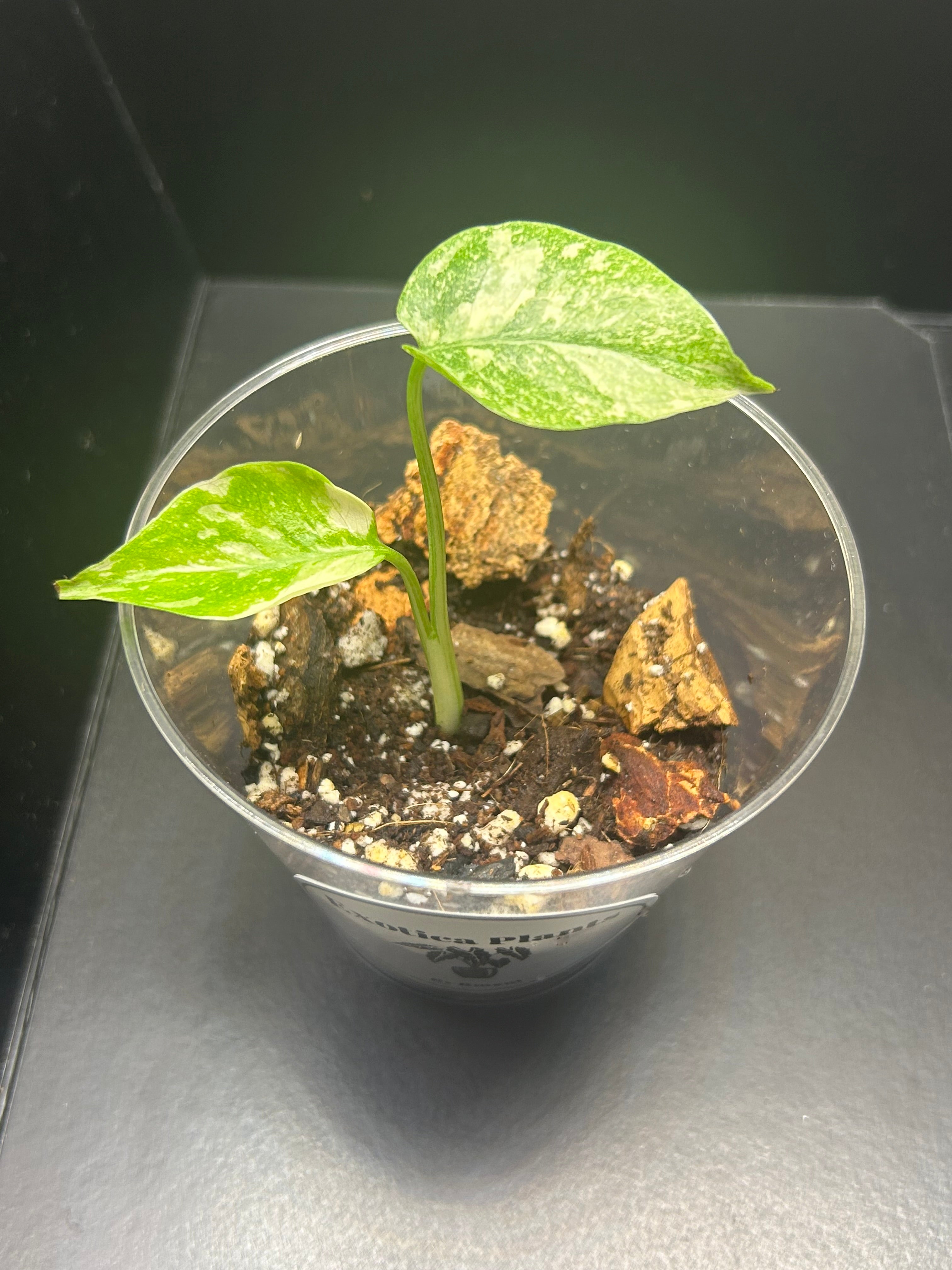 Monstera Creme Brulee (Starter)